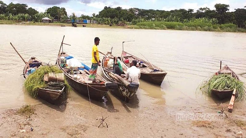 ভরা মৌসুমেও শরীয়তপুরে ইলিশের দেখা নেই