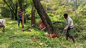 শাবিতে ‘জীববৈচিত্র্য রক্ষায়’ আকাশমণি কেটে নতুন গাছ লাগাচ্ছে প্রশাসন