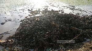 ‘সাদাপাথর লুট’: এবার ধান ক্ষেত থেকে পাথর উদ্ধার
