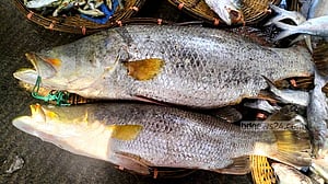 নাফ নদীতে বড়শিতে ধরা পড়ল ৩৪ কেজির এক জোড়া কোরাল