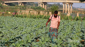 অ্যাসিডের কবলে চাষের জমি, ফলন কমছে দিন দিন
