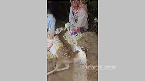 গাজীপুরে গাড়ি চাপায় গর্ভবতী হরিণের মৃত্যু