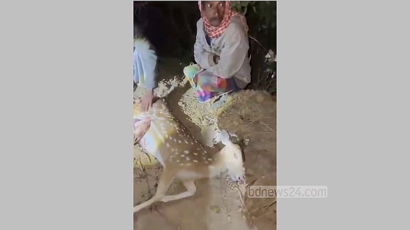 গাজীপুরে গাড়ি চাপায় গর্ভবতী হরিণের মৃত্যু