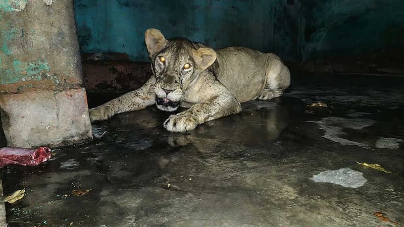 খাঁচা থেকে বের হওয়া সিংহ বশে এল আড়াই ঘণ্টা পর