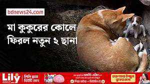 কুকুর ছানা হত্যার পর মা কুকুর পেল ২ নতুন ছানা