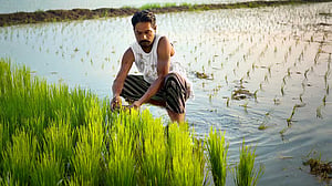 বন্যাকবলিত কৃষকদের সরকারি প্রণোদণার অর্থ পৌঁছে দিচ্ছে ‘বিকাশ’