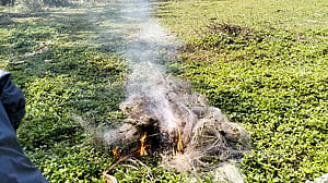 বাগানে কারেন্ট জাল দিয়ে পাখি নিধন, বরিশালে বরই চাষির জরিমানা