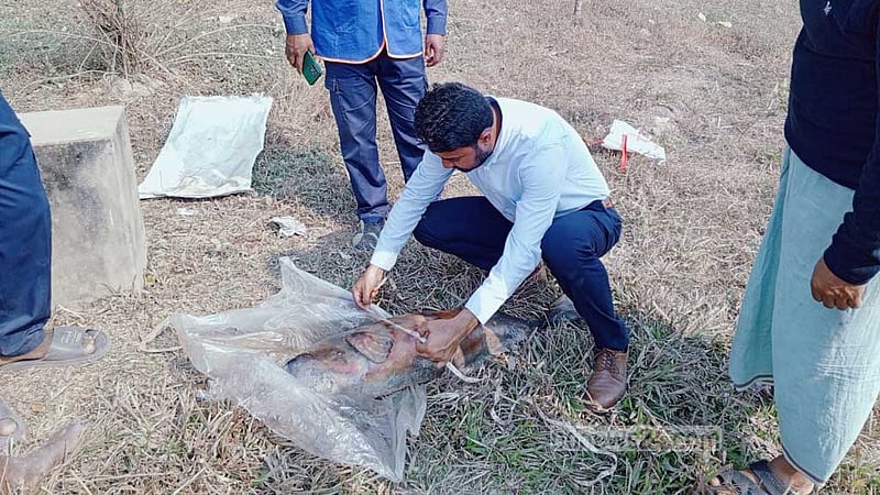 হালদায় ফের মৃত ডলফিন