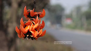 সড়ক বিভাজকে ফাল্গুনের আগুন রাঙা পলাশ