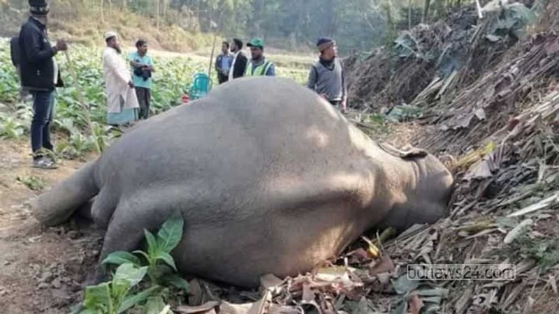 দ্বন্দ্বে বাড়ছে হাতি ও মানুষের মৃত্যু