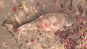 দেড় মাসের মাথায় হালদায় ফের ডলফিনের মৃত্যু
