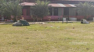গাজীপুরে রিসোর্ট থেকে উদ্ধার চিতাবিড়াল, হরিণ ও বানর