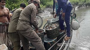 নিষেধাজ্ঞার মধ্যেও সুন্দরবনে কাঁকড়া নিধন, হুমকিতে বংশবিস্তার