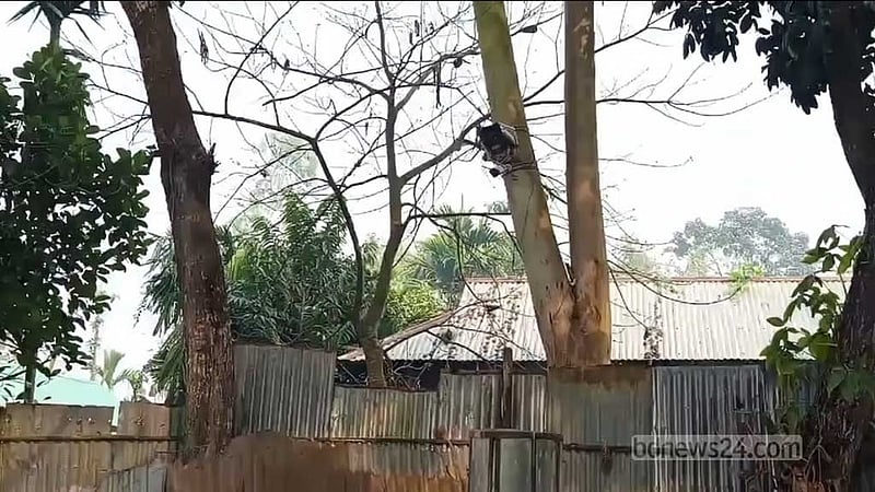 কুড়িগ্রাম সীমান্তে বিএসএফের ক্যামেরা, পতাকা বৈঠকে অপসারণের সিদ্ধান্ত