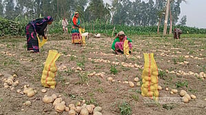 কুড়িগ্রামের আলু যাচ্ছে মালয়েশিয়া-নেপাল, দাম নিয়ে অসন্তুষ্ট কৃষক