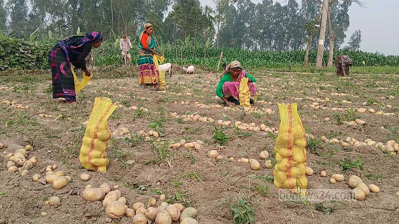 কুড়িগ্রামের আলু যাচ্ছে মালয়েশিয়া-নেপাল, দাম নিয়ে অসন্তুষ্ট কৃষক