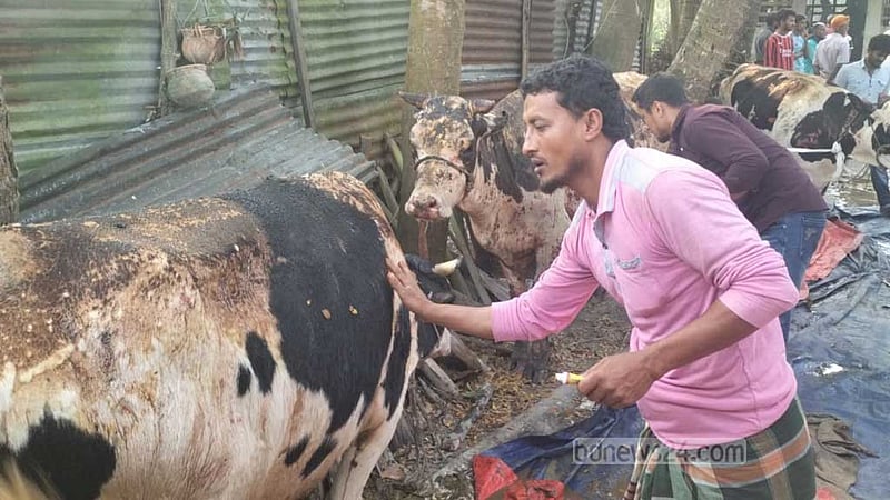 খামারিকে আটকে গোয়াল ঘরে আগুন: ৭টি গরু দগ্ধ ও ১ বাছুরের মৃত্যু