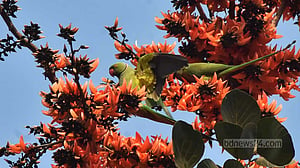 ফাগুন হাওয়ায় এল ভালোবাসার দিন