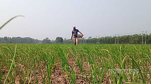 রাজবাড়ীতে ‘পার্পল ব্লচে’ মরছে পাতা, দুশ্চিন্তায় পেঁয়াজ চাষিরা