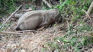 রাঙামাটিতে খাল থেকে হাতির শাবক উদ্ধার
