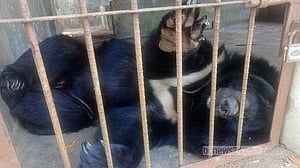 রাঙামাটিতে দীর্ঘ নিঃসঙ্গতার অবসান হল ‘জাম্বু’সহ ১৯ বন্যপ্রাণীর