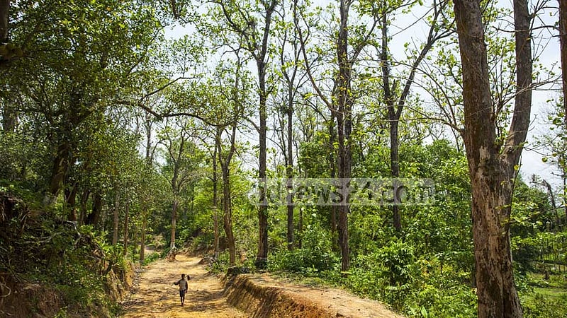 গাছের মর্যাদা নির্ধারণের আবেদন আহ্বান বন অধিদপ্তরের