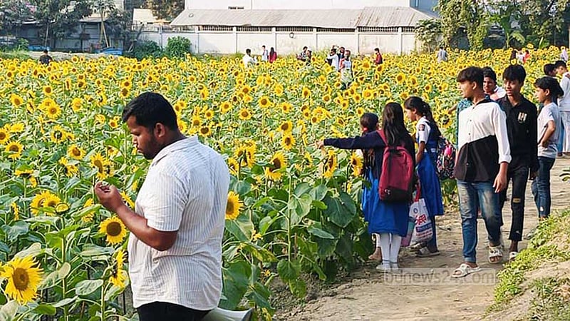 শরীয়তপুরে সূর্যমুখীর হাসিতে বদলে গেল ময়লার ভাগাড়