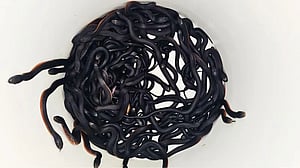 সিডনিতে বাড়ির আঙিনায় ১০২ বিষাক্ত সাপ, হতবাক উদ্ধারকর্মীরা