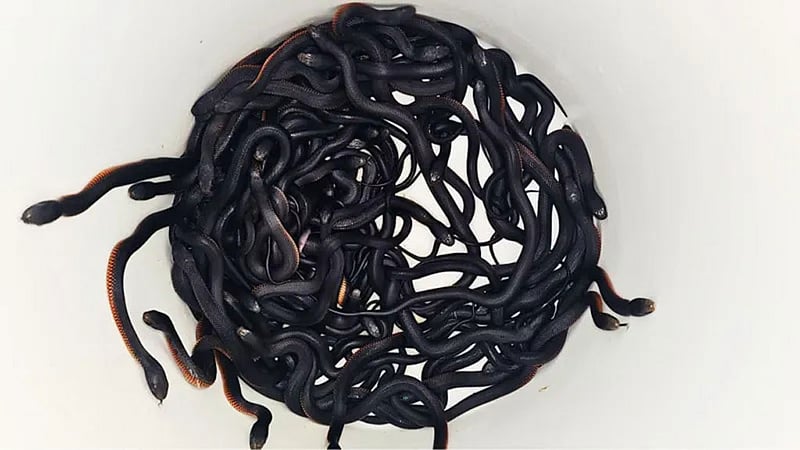 সিডনিতে বাড়ির আঙিনায় ১০২ বিষাক্ত সাপ, হতবাক উদ্ধারকর্মীরা