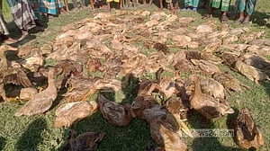 টাঙ্গুয়ার হাওরে শিকারির বিষটোপে খামারের ৫০০ হাঁসের মৃত্যু