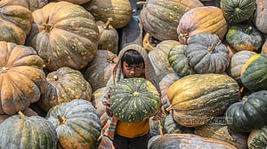বিলের বিশাল মিষ্টি কুমড়ায় কৃষকের বাজিমাত