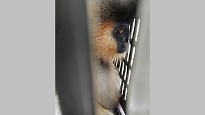 ক্রেটে লুকিয়ে ভারতে পাচার করা হচ্ছিল ‘মুখপোড়া’ হনুমানগুলো