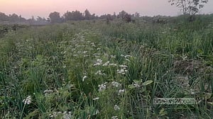 বগুড়ায় যমুনার তীরে সাথী ফসল চাষে কৃষকের হাসি