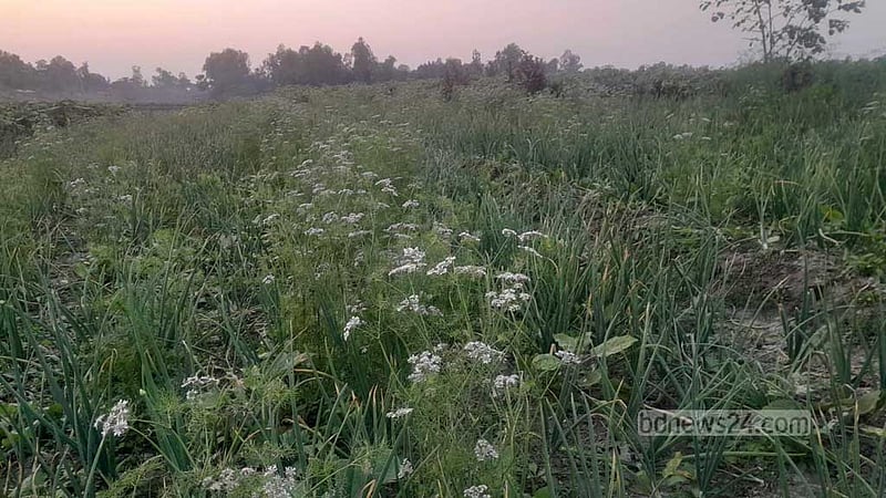 বগুড়ায় যমুনার তীরে সাথী ফসল চাষে কৃষকের হাসি