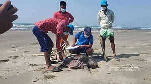 কক্সবাজার সমুদ্র সৈকত থেকে ৭০ কাছিমের মরদেহ উদ্ধার