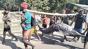টেকনাফে জালে ধরা পড়ল ২০০ কেজির ‘পাখি মাছ’