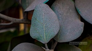 ধুলায় ধূসর সবুজ