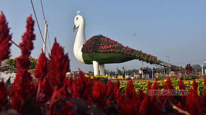 ডিসি পার্ক সেজেছে ফুলে ফুলে