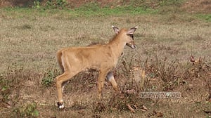 গাজীপুর সাফারি পার্কে নীলগাই পরিবারে নতুন অতিথি