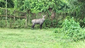 গাজীপুর সাফারি পার্কের দেয়াল ভেঙে পালাল নীলগাই