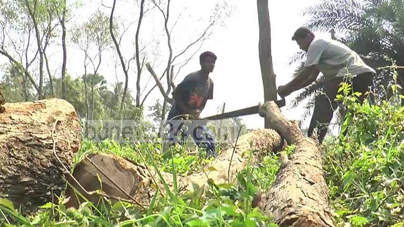 গাছ কাটার আগে অনুমতি নিতে হবে: হাই কোর্ট