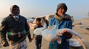 মানিকগঞ্জের পদ্মায় ধরা পড়ল ১১ কেজির বোয়াল