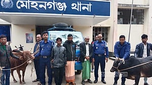 নেত্রকোণায় পিকআপে গরু নিয়ে যাওয়ার সময় ৩ ‘চোর’ আটক