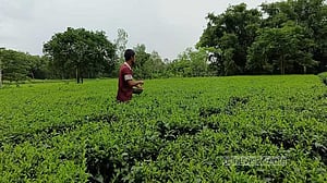 পঞ্চগড়ের চা কারখানা দুই মাস বন্ধ ঘোষণা