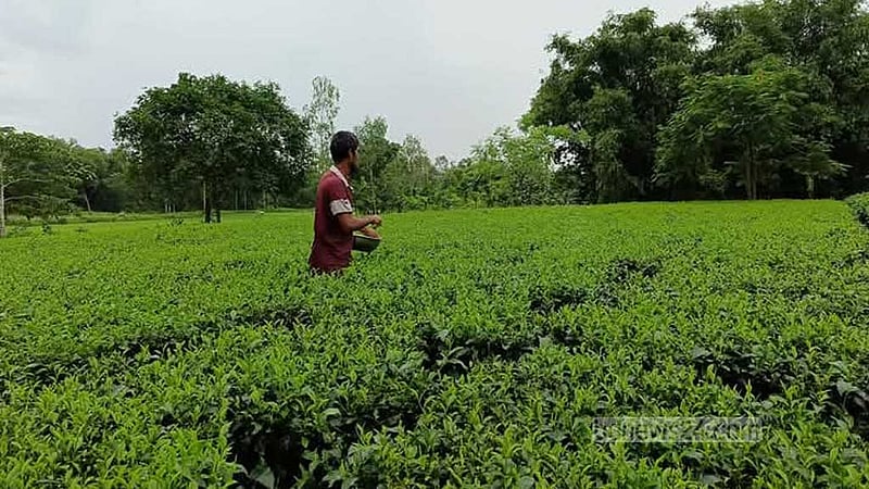 পঞ্চগড়ের চা কারখানা দুই মাস বন্ধ ঘোষণা