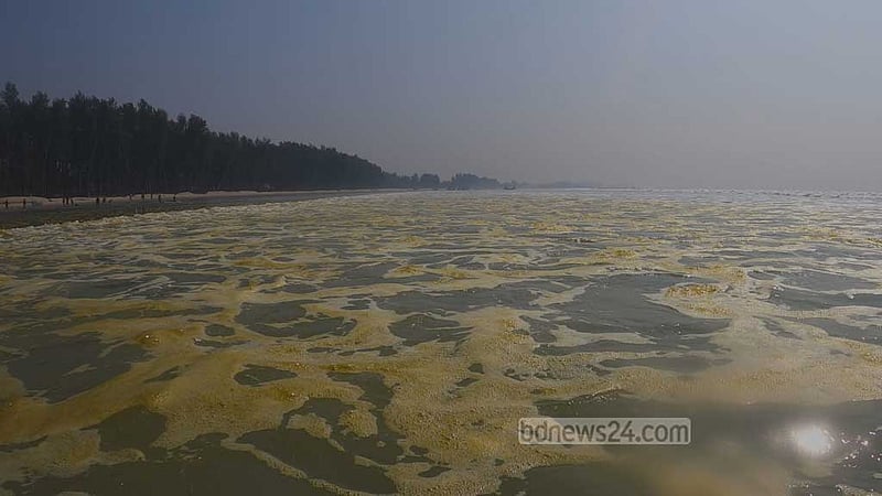 বঙ্গোপসাগরে শৈবাল স্ফুরণ, মৎস্যসম্পদের জন্য উপকারী না ক্ষতির?