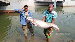 পদ্মায় বড়শি‌তে ধরা পড়ে‌ছে ১৬ কেজির বোয়াল, বি‌ক্রি ৫০ হাজারে