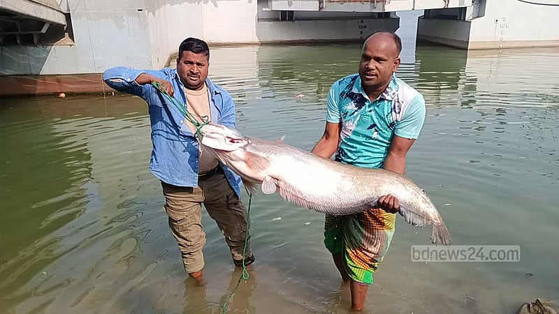 পদ্মায় বড়শি‌তে ধরা পড়ে‌ছে ১৬ কেজির বোয়াল, বি‌ক্রি ৫০ হাজারে