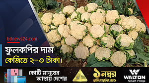 রাজবাড়ীতে ফুলকপি চাষ করে লোকসান গুনছেন কৃষকেরা