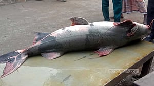 যমুনার ৩৮ কেজির বাঘাইড় বিক্রি হল ৪৮ হাজারে